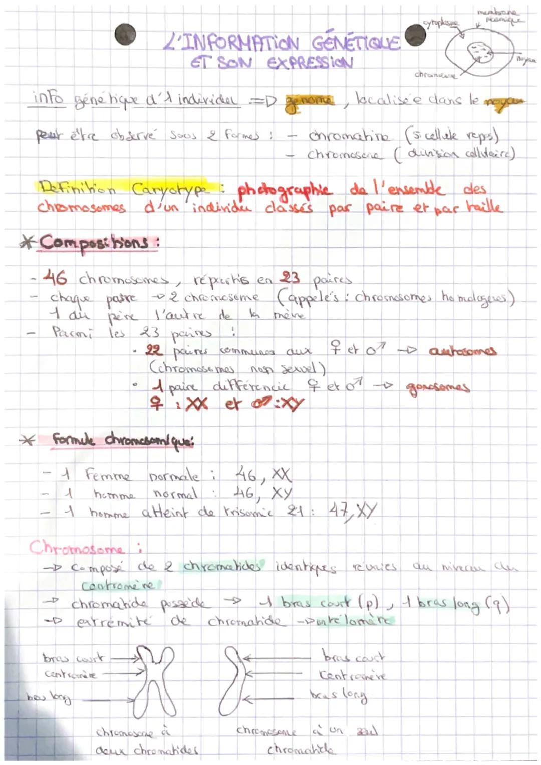 # L'INFORMATION GÉNÉTIQUE
ET SON EXPRESSION

info gene lique d'1 individer =D genome, localisée dans le moyen

peut être obscrvé sous 2 Form