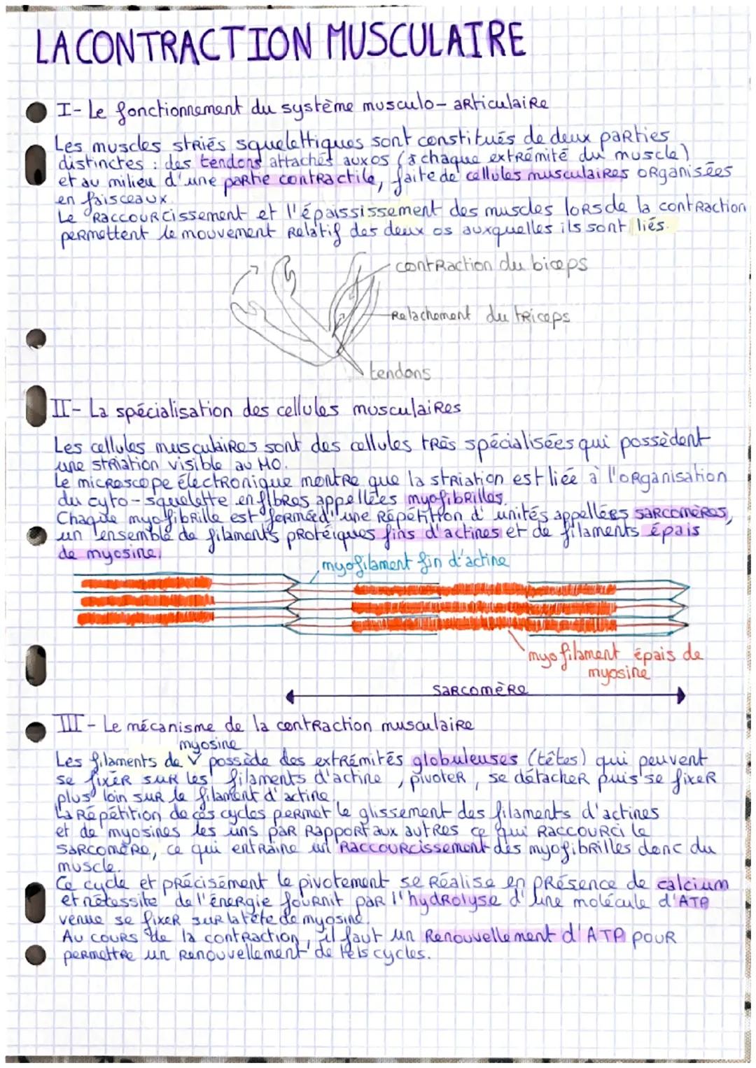 # LA CONTRACTION MUSCULATRE

I- Le fonctionnement du système musculo-articulaire

Les muscles stries squelettiques sont constitués de deux p