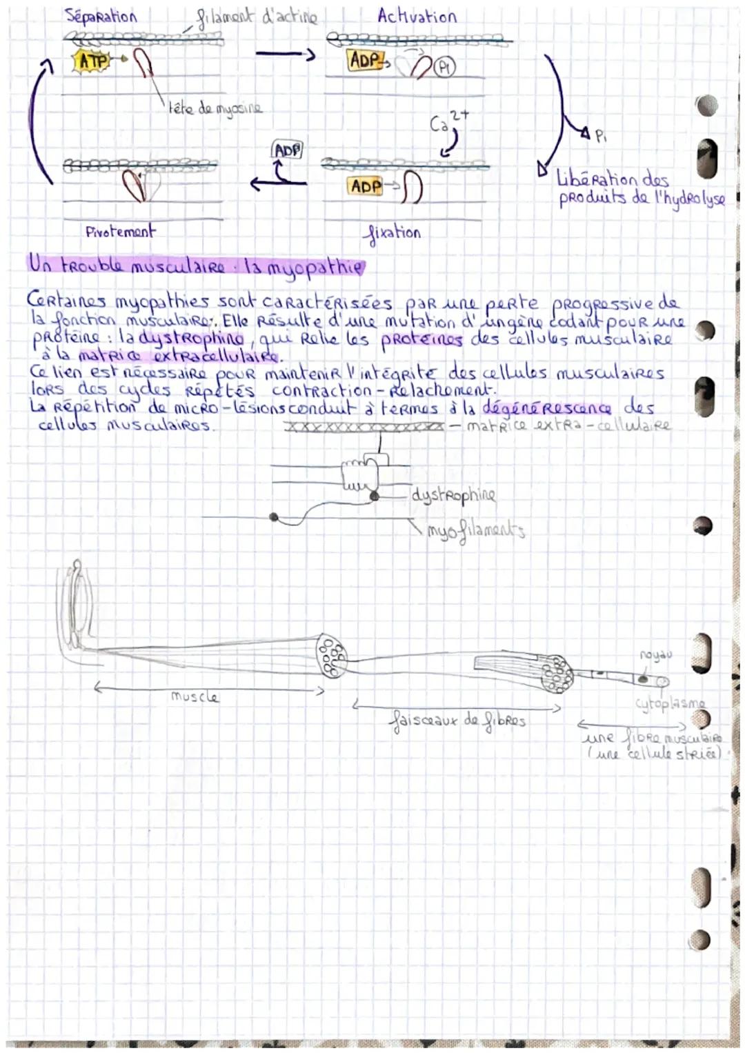 # LA CONTRACTION MUSCULATRE

I- Le fonctionnement du système musculo-articulaire

Les muscles stries squelettiques sont constitués de deux p