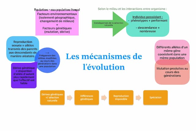 Know Les mécanismes de l'évolution thumbnail
