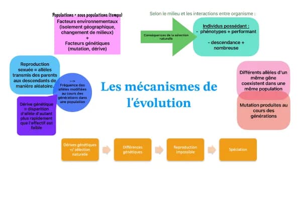 Know Les mécanismes de l'évolution thumbnail