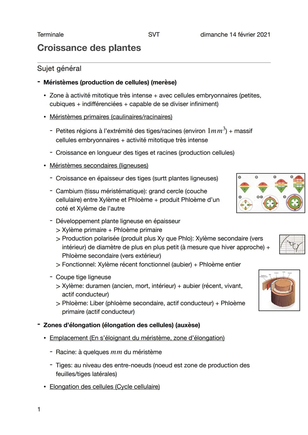 Terminale
Croissance des plantes
SVT
Sujet général
Méristèmes (production de cellules) (merèse)
• Zone à activité mitotique très intense + a
