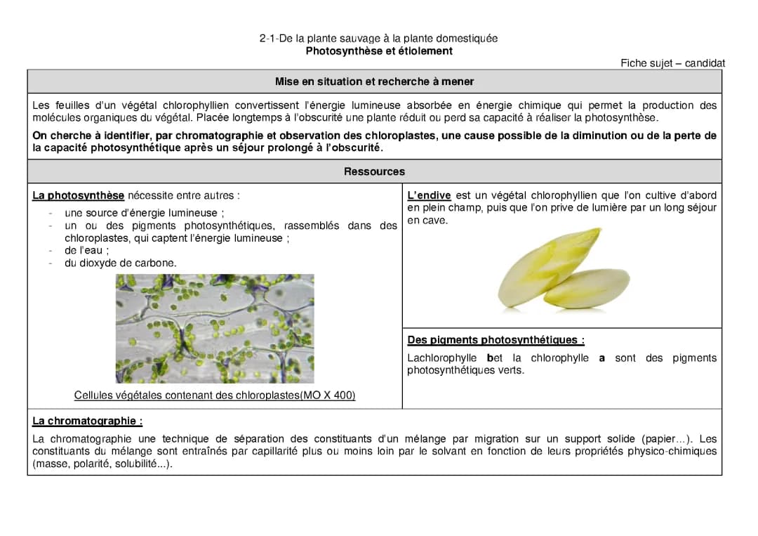 Découvre les pigments chlorophylliens : Extraction et Chromatographie pour les TP