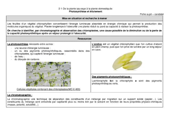 Know Corrigé d'un ECE pour le bac :  Photosynthèse et étiolement thumbnail