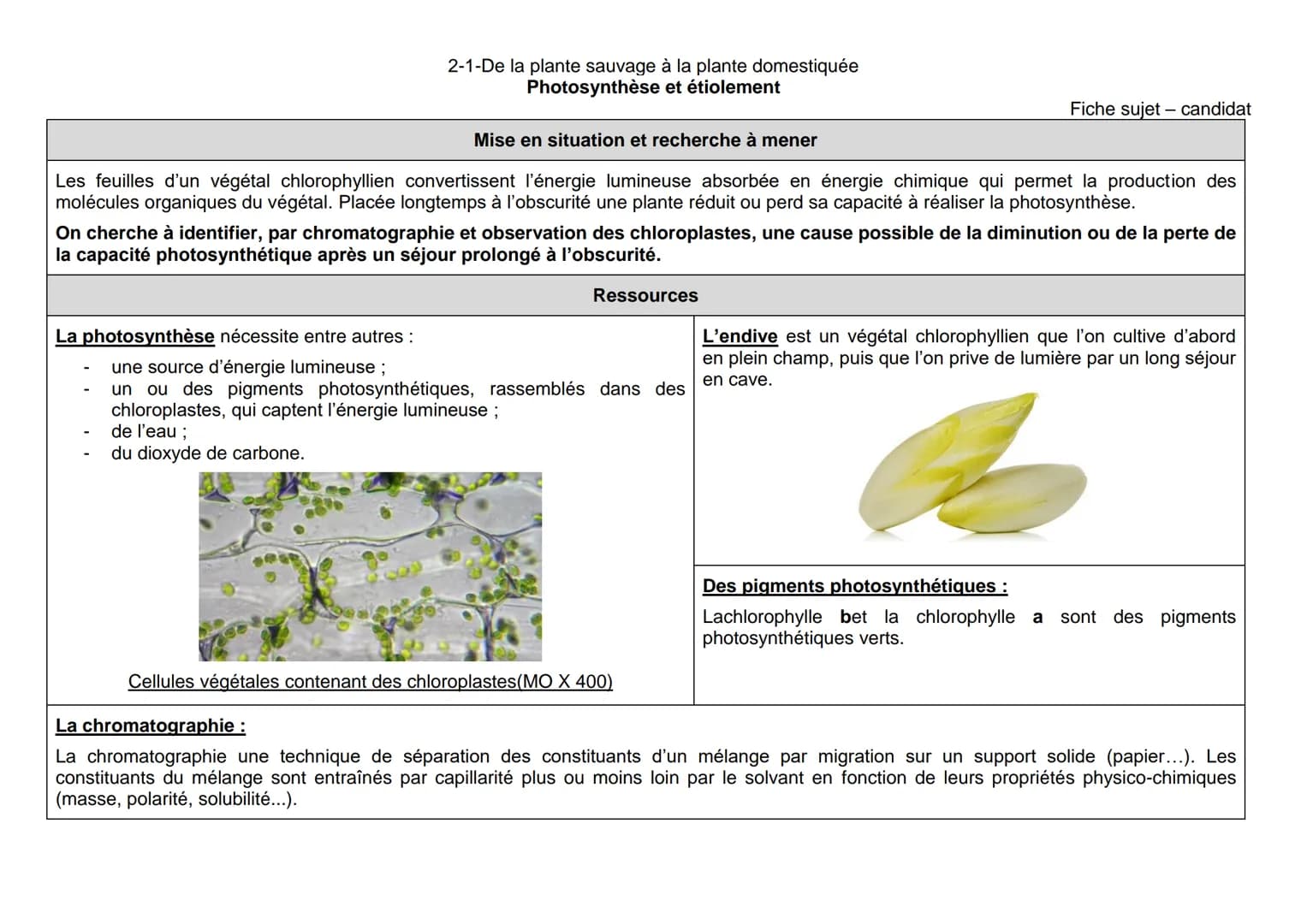 2-1-De la plante sauvage à la plante domestiquée
Photosynthèse et étiolement
Mise en situation et recherche à mener
Les feuilles d'un végéta