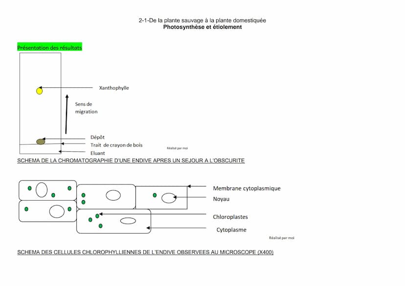 2-1-De la plante sauvage à la plante domestiquée
Photosynthèse et étiolement
Mise en situation et recherche à mener
Les feuilles d'un végéta