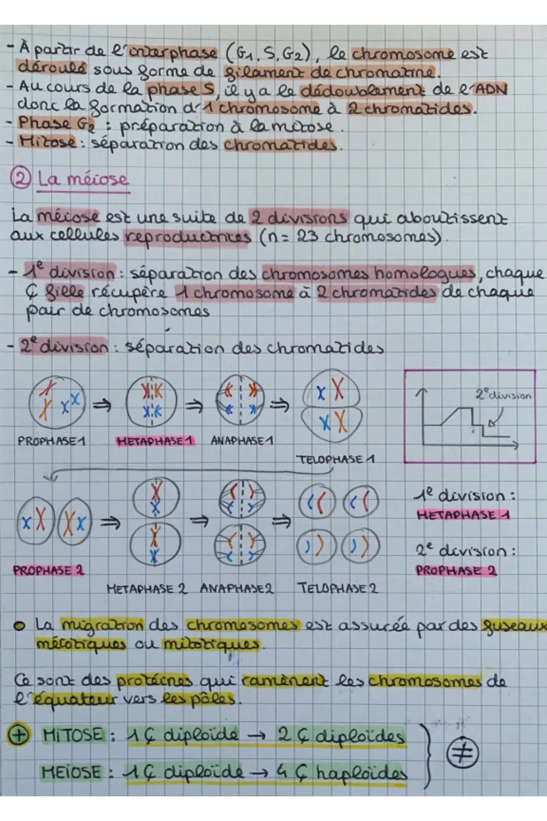 Les divisions cellulaires des eucaryotes