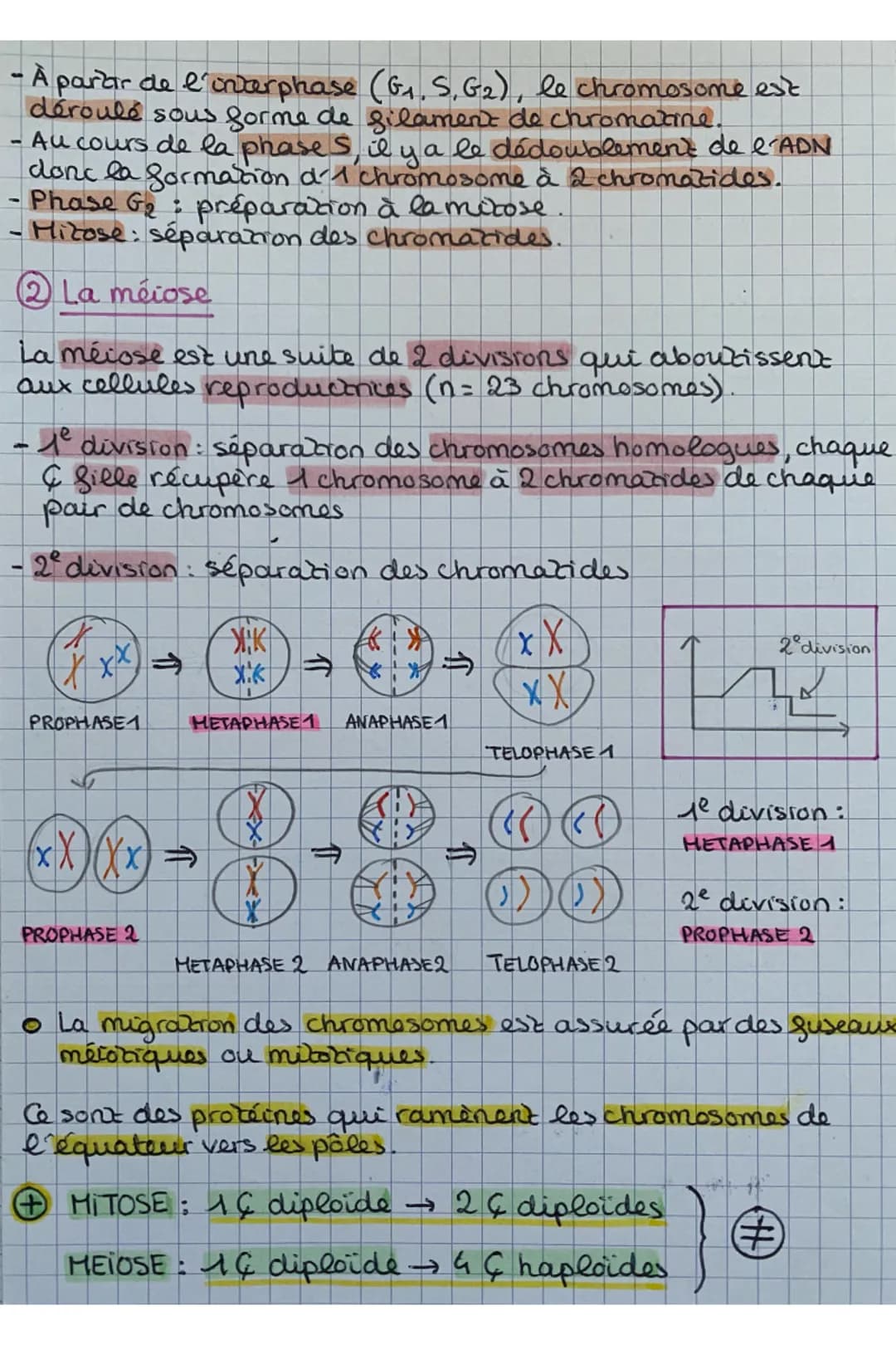 Chap 1: Les divisions cellulaires des eucaryotes
• Cellules eucaryotes: elles ont 1 noyau contenant l'ADN
organisé en 46 chromosomes
S.V.T
C