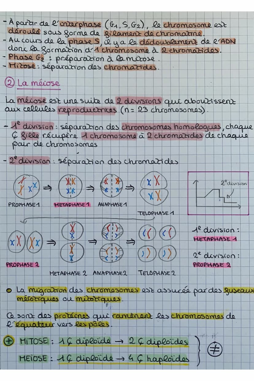 Chap 1: Les divisions cellulaires des eucaryotes
• Cellules eucaryotes: elles ont 1 noyau contenant l'ADN
organisé en 46 chromosomes
S.V.T
C