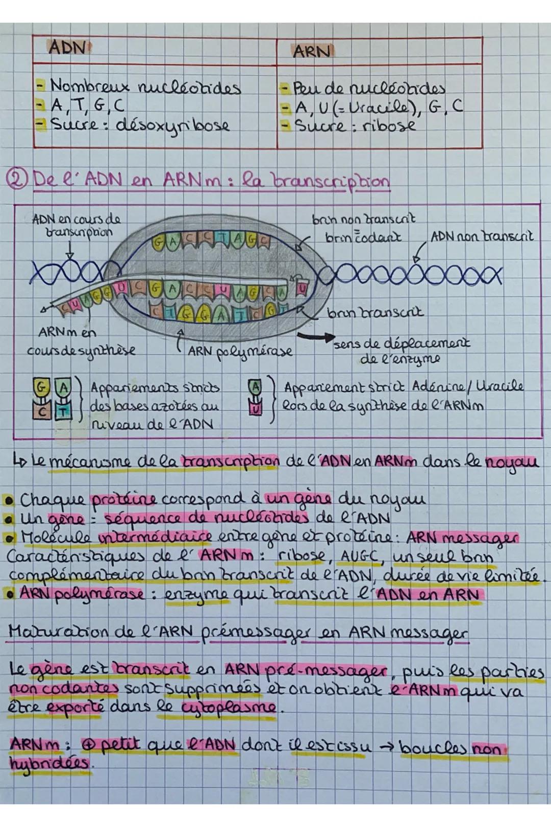 -
ADN
Nombreux nucleotides.
A, T, G,C
Sucre : désoxyribose.
2 De l'ADN en ARNm: la branscription
ADN en cours de
branscription
brin non bran