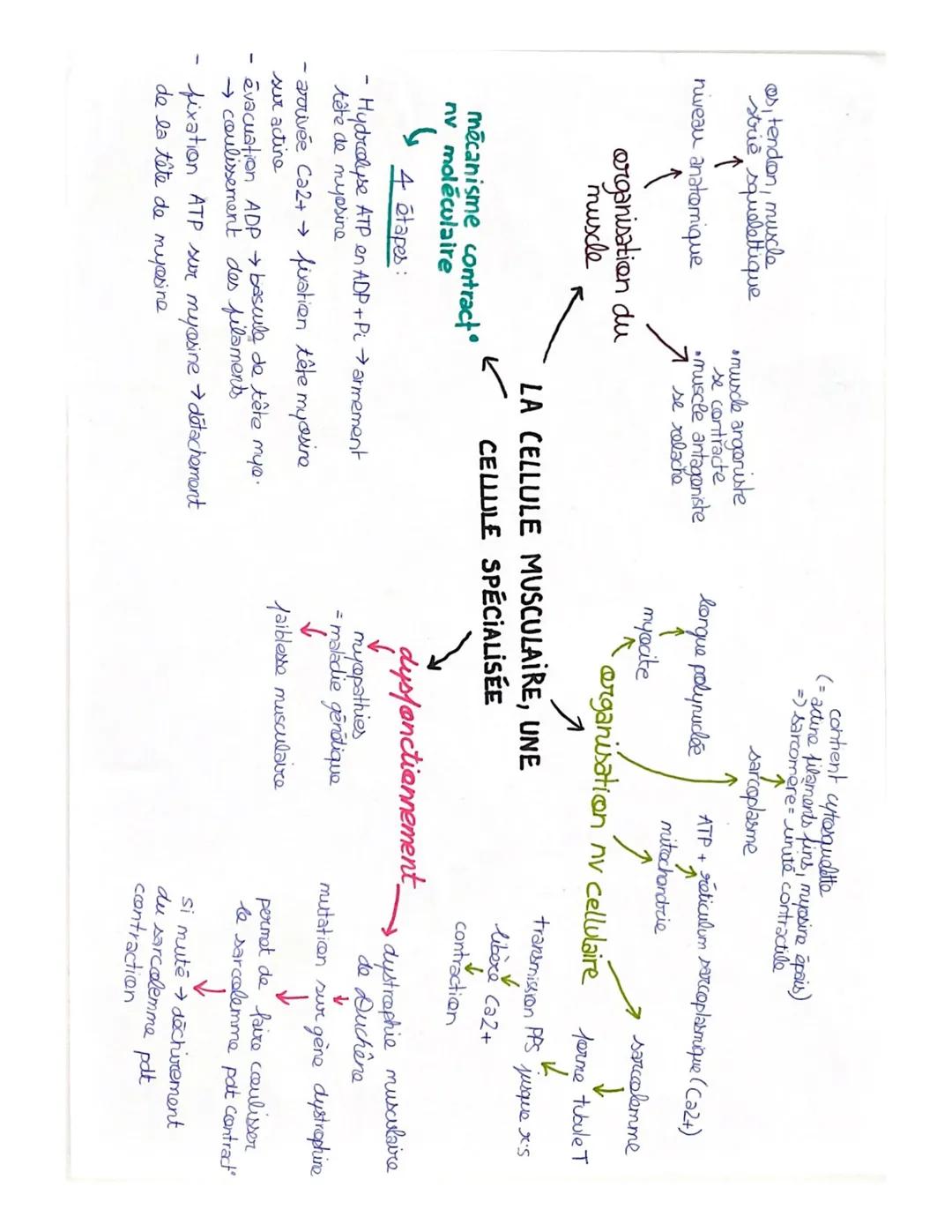 os, tendon, muscle
strie squelettique
↑
niveau anatomique

organisation du
muscle

• muscle angoriste
se contracte
• muscle antagoniste
1 se
