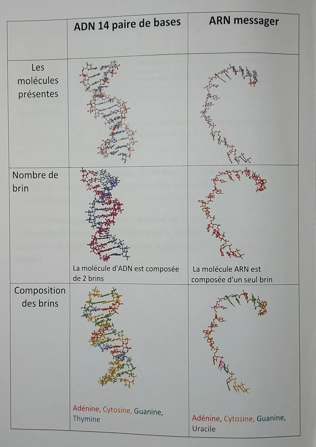 ADN 14 paire de bases

Les
molécules
présentes

Nombre de
brin

Composition
des brins

ARN messager



La molécule d'ADN est composée La mol