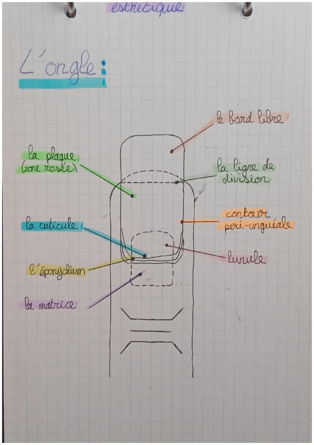 L'ongle:
la plaque
(zone rosée)
la cuticule
l'éponychium
la matrice
esthetique
Xx
}(
le bard libre
la ligne de
division
contour
peri-inguéal