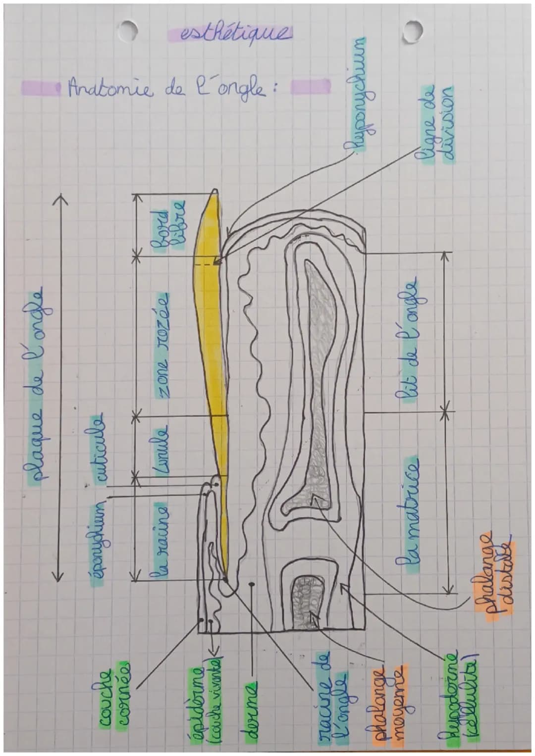 L'ongle:
la plaque
(zone rosée)
la cuticule
l'éponychium
la matrice
esthetique
Xx
}(
le bard libre
la ligne de
division
contour
peri-inguéal
