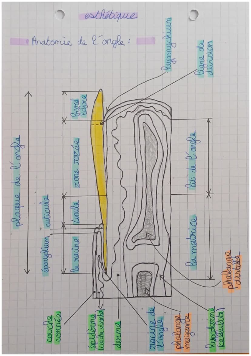 L'ongle:
la plaque
(zone rosée)
la cuticule
l'éponychium
la matrice
esthetique
Xx
}(
le bard libre
la ligne de
division
contour
peri-inguéal