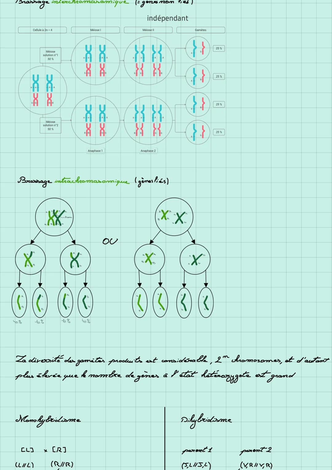 Cytologie = tous for mécanismes un niveau cellulaire
mitos Ocfome
Ocfone
mere
mitose
Origine du genotype d'un individu.
mitose
come
(Some
mi