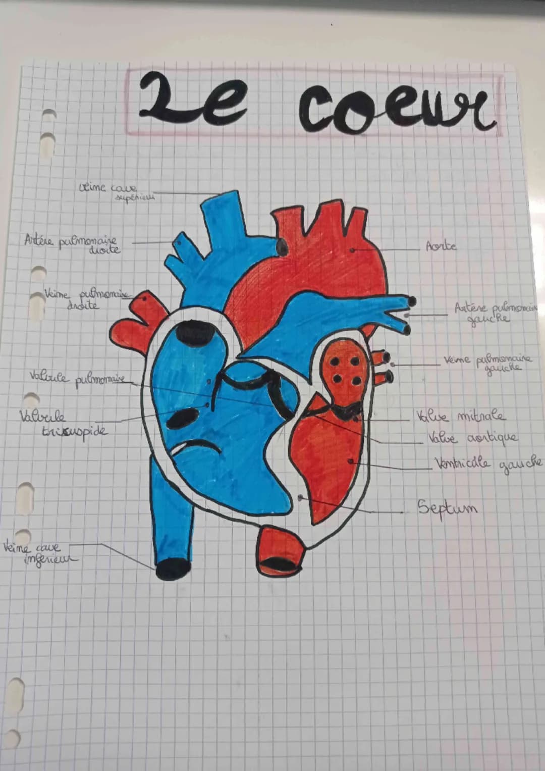 CC
Artère pulmonaire
Veime pulmonaire
Ardite
Leime cave
supérieu
Valvule pulomomaine
Valveile
trissuspide
Veime cave
inferieur
Le coeur
Aort