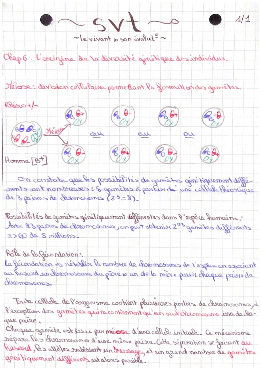 svt
~le vivant
BEOO Hei
y son évolut
Chap 6: L'oscigine de la diversité génétique des individus.
QO+
Mejose: division ceffulaire permettant 