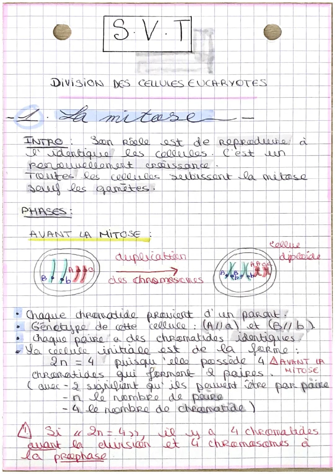 Mitose/meiose 