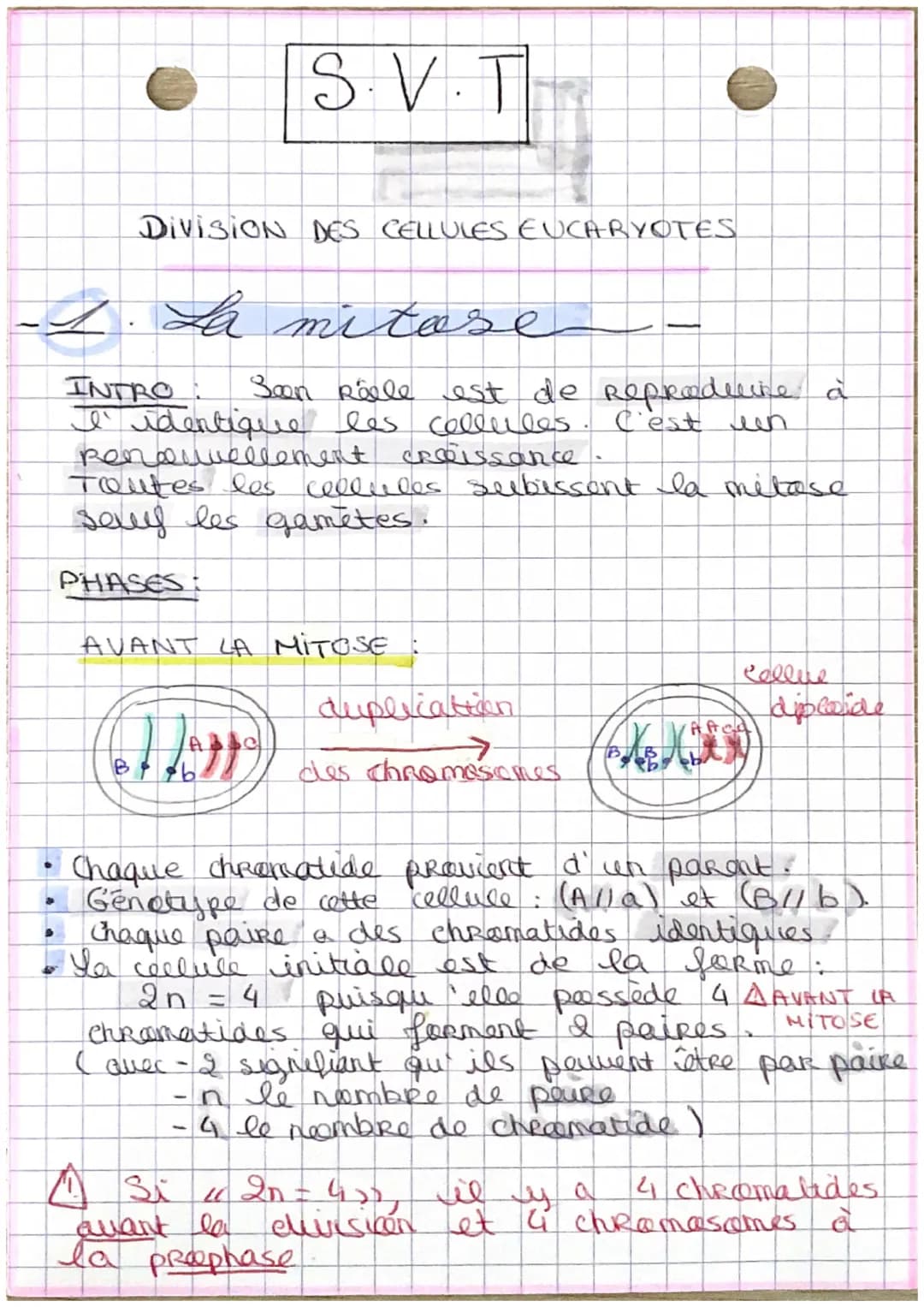S.V.T
DivisioN DES CELLULES EUCARYOTES
1. La mitose
INTRO
Seen kille est de Reproduine a
les cellules. C'est een
I' identique
Renowellement 