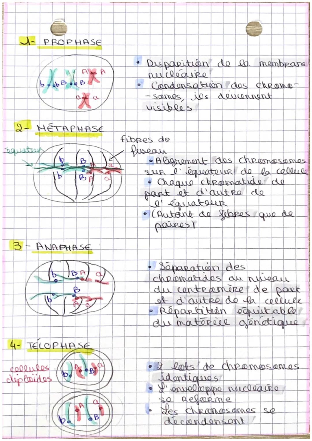 S.V.T
DivisioN DES CELLULES EUCARYOTES
1. La mitose
INTRO
Seen kille est de Reproduine a
les cellules. C'est een
I' identique
Renowellement 