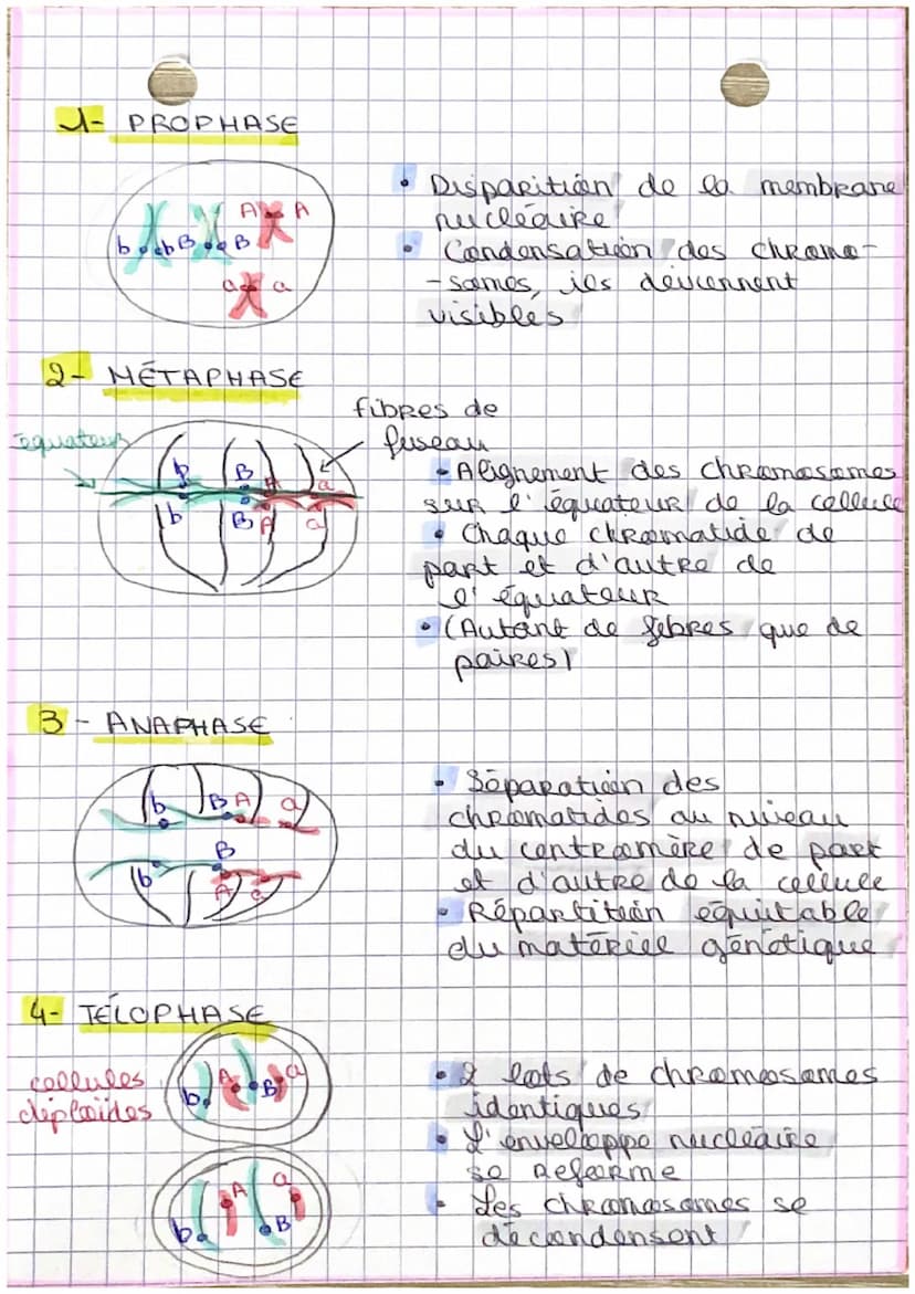 S.V.T
DivisioN DES CELLULES EUCARYOTES
1. La mitose
INTRO
Seen kille est de Reproduine a
les cellules. C'est een
I' identique
Renowellement 