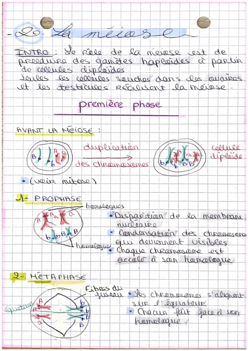 S.V.T
DivisioN DES CELLULES EUCARYOTES
1. La mitose
INTRO
Seen kille est de Reproduine a
les cellules. C'est een
I' identique
Renowellement 