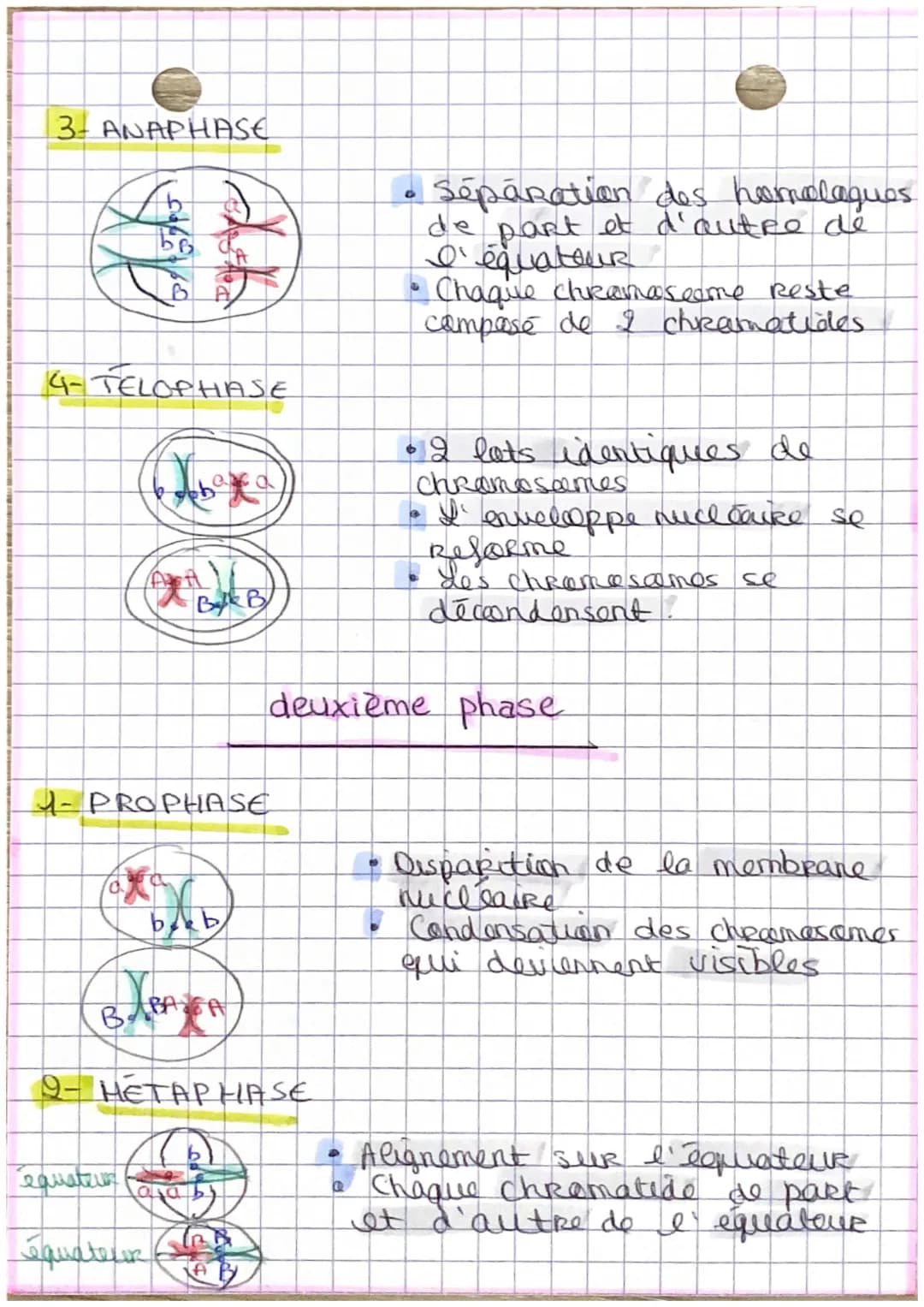 S.V.T
DivisioN DES CELLULES EUCARYOTES
1. La mitose
INTRO
Seen kille est de Reproduine a
les cellules. C'est een
I' identique
Renowellement 