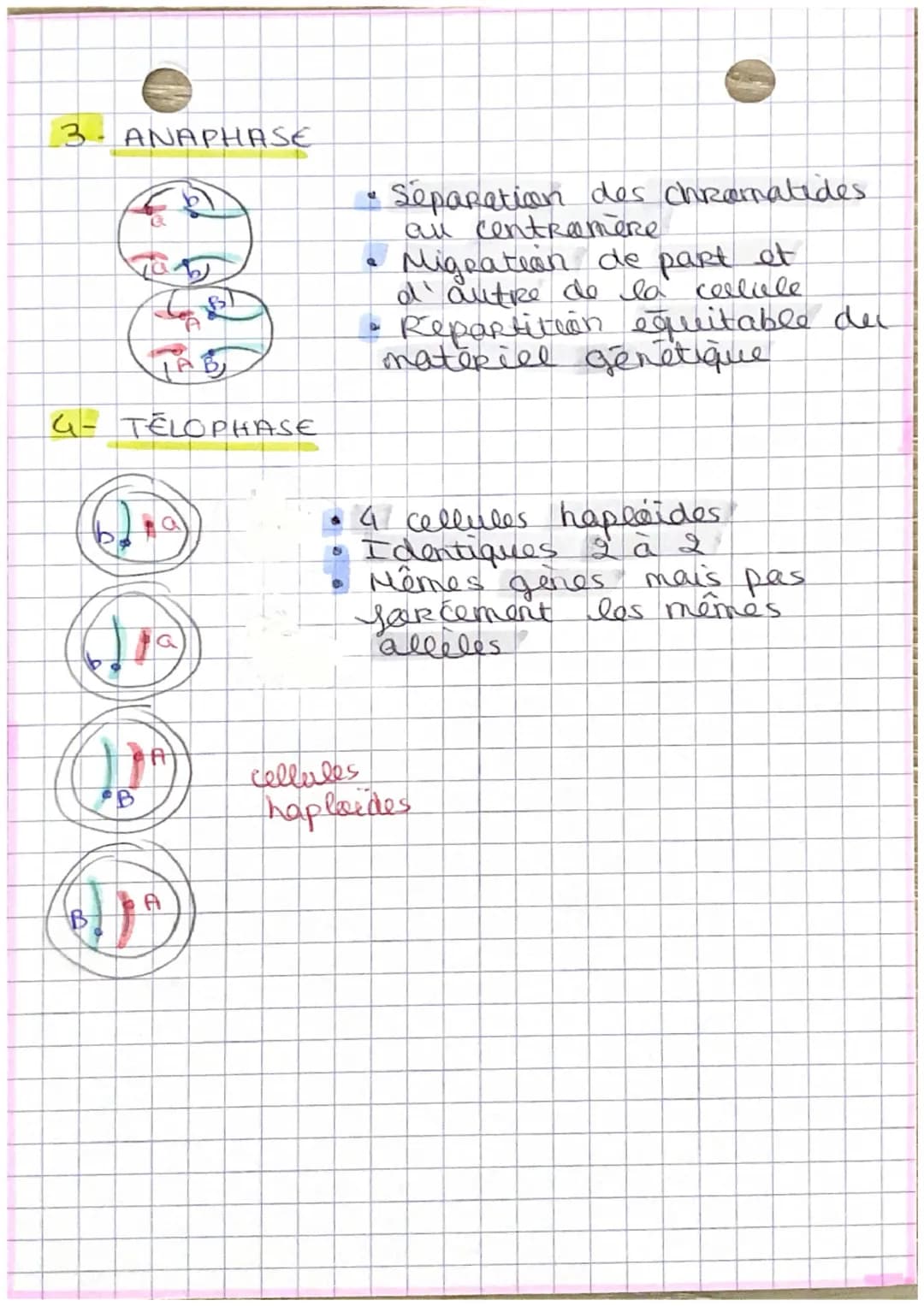 S.V.T
DivisioN DES CELLULES EUCARYOTES
1. La mitose
INTRO
Seen kille est de Reproduine a
les cellules. C'est een
I' identique
Renowellement 