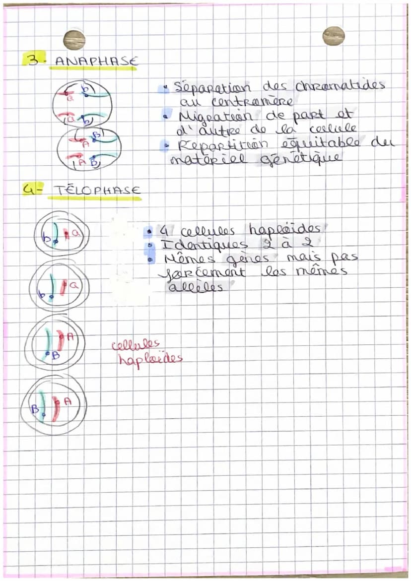 S.V.T
DivisioN DES CELLULES EUCARYOTES
1. La mitose
INTRO
Seen kille est de Reproduine a
les cellules. C'est een
I' identique
Renowellement 