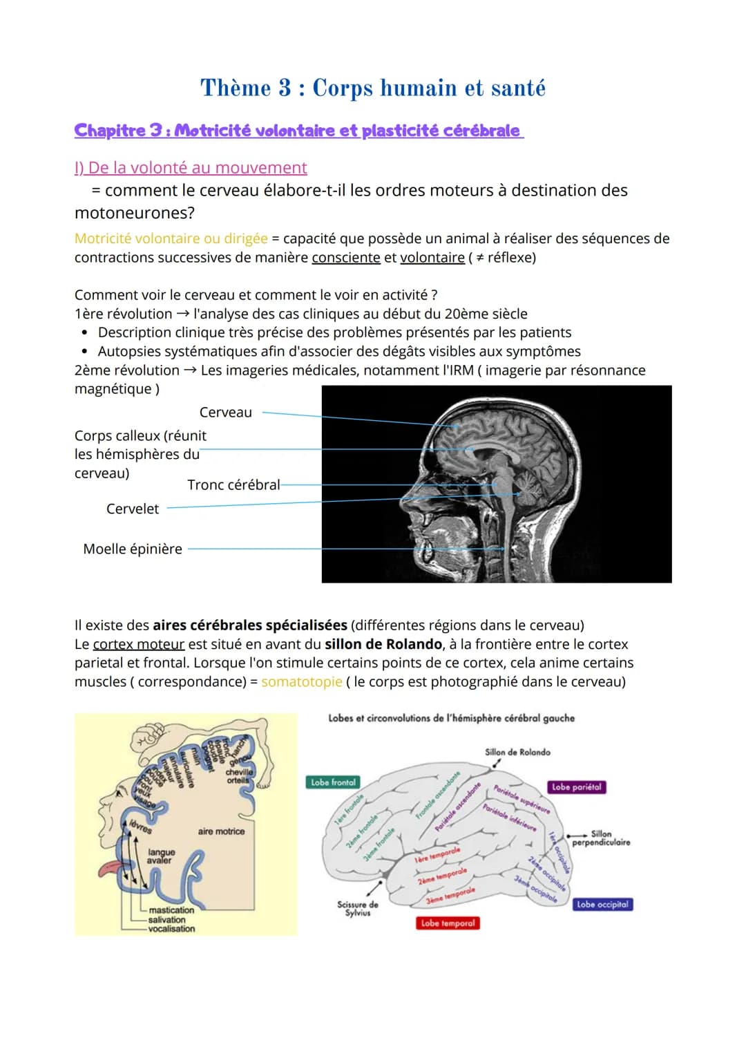 Thème 3 Corps humain et santé
Chapitre 3: Motricité volontaire et plasticité cérébrale
1) De la volonté au mouvement
= comment le cerveau él