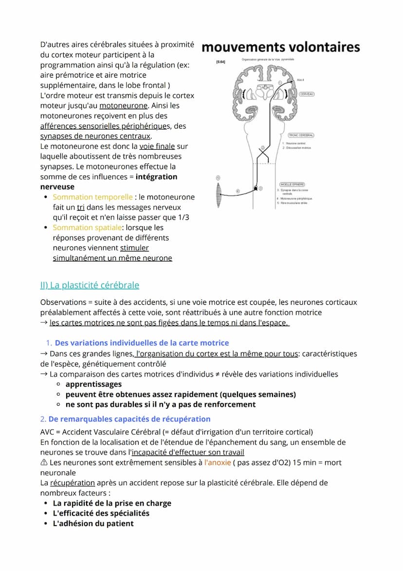 Thème 3 Corps humain et santé
Chapitre 3: Motricité volontaire et plasticité cérébrale
1) De la volonté au mouvement
= comment le cerveau él