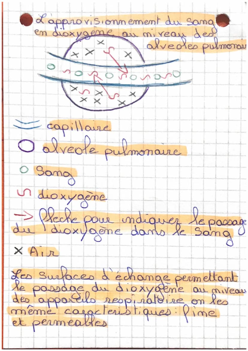 SYT
L'approvisionnement de
L'organisme en dioxy gene
Le nom des organes respiratoire
permettant de prendre le
dans l'air ou l'eau
Ples Branc