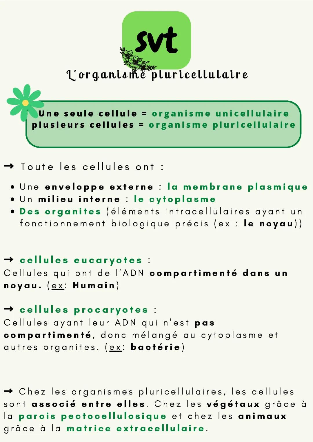 Organisme pluricellulaire