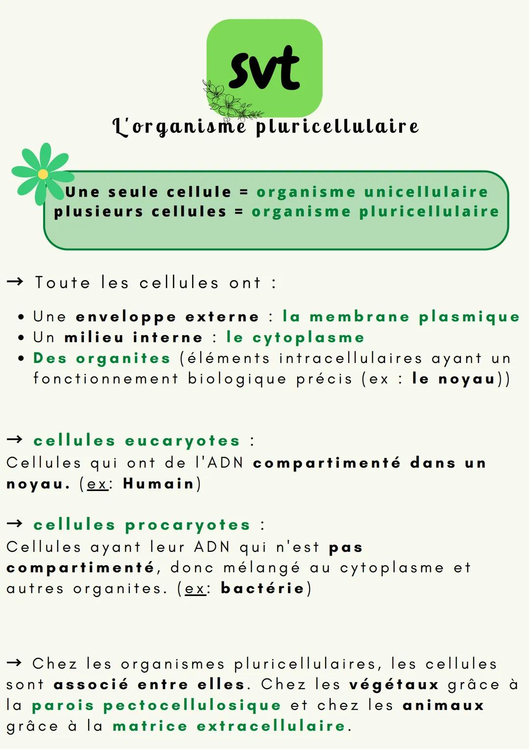 svt
L'organisme pluricellulaire
Une seule cellule = organisme unicellulaire
plusieurs cellules = organisme pluricellulaire
→ Toute les cellu