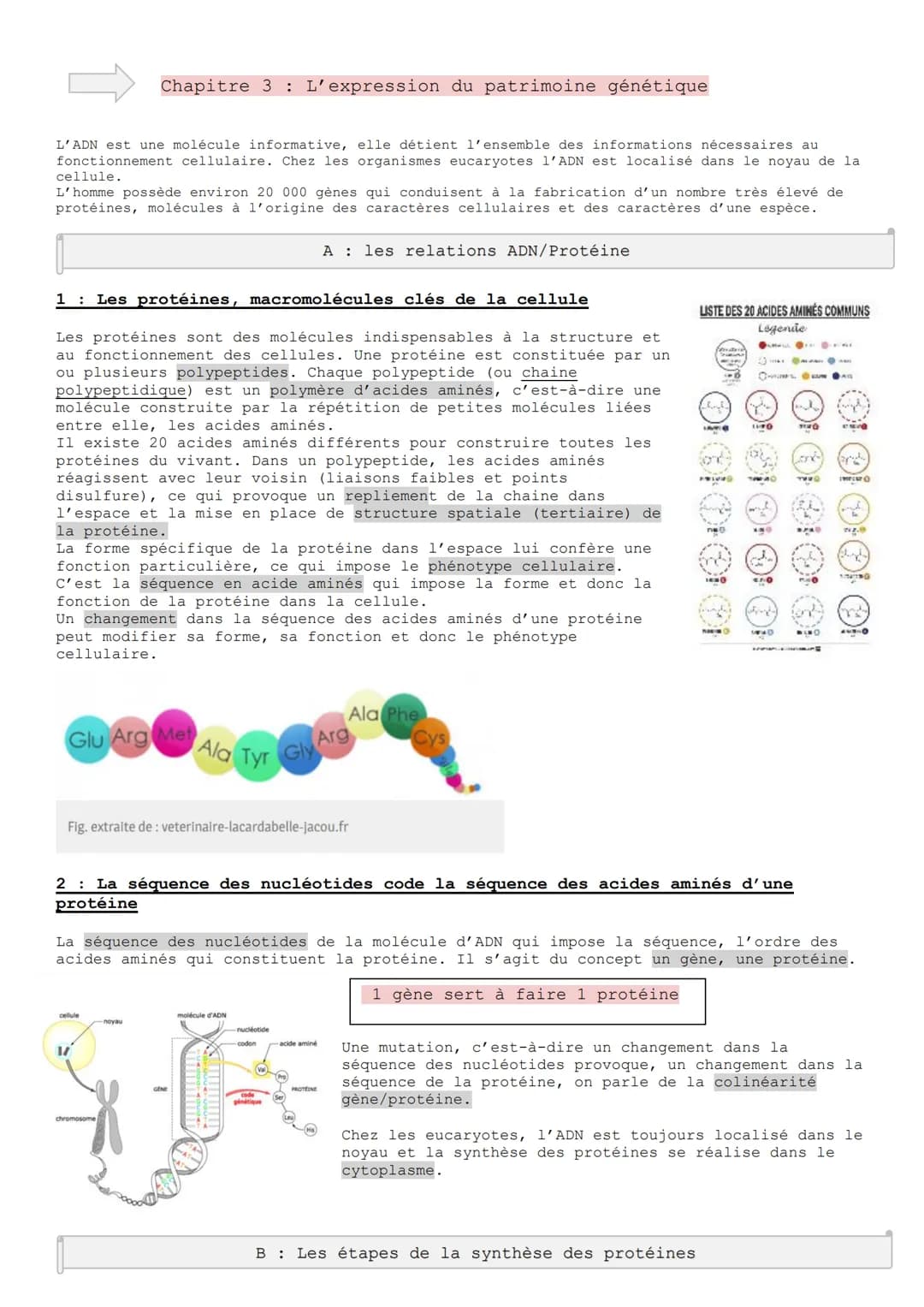 
<p>L'ADN est une molécule informative qui détient toutes les informations nécessaires au fonctionnement cellulaire. Chez les organismes euc