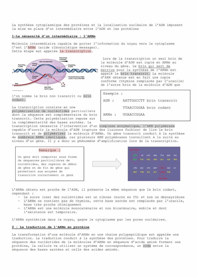
<p>L'ADN est une molécule informative qui détient toutes les informations nécessaires au fonctionnement cellulaire. Chez les organismes euc