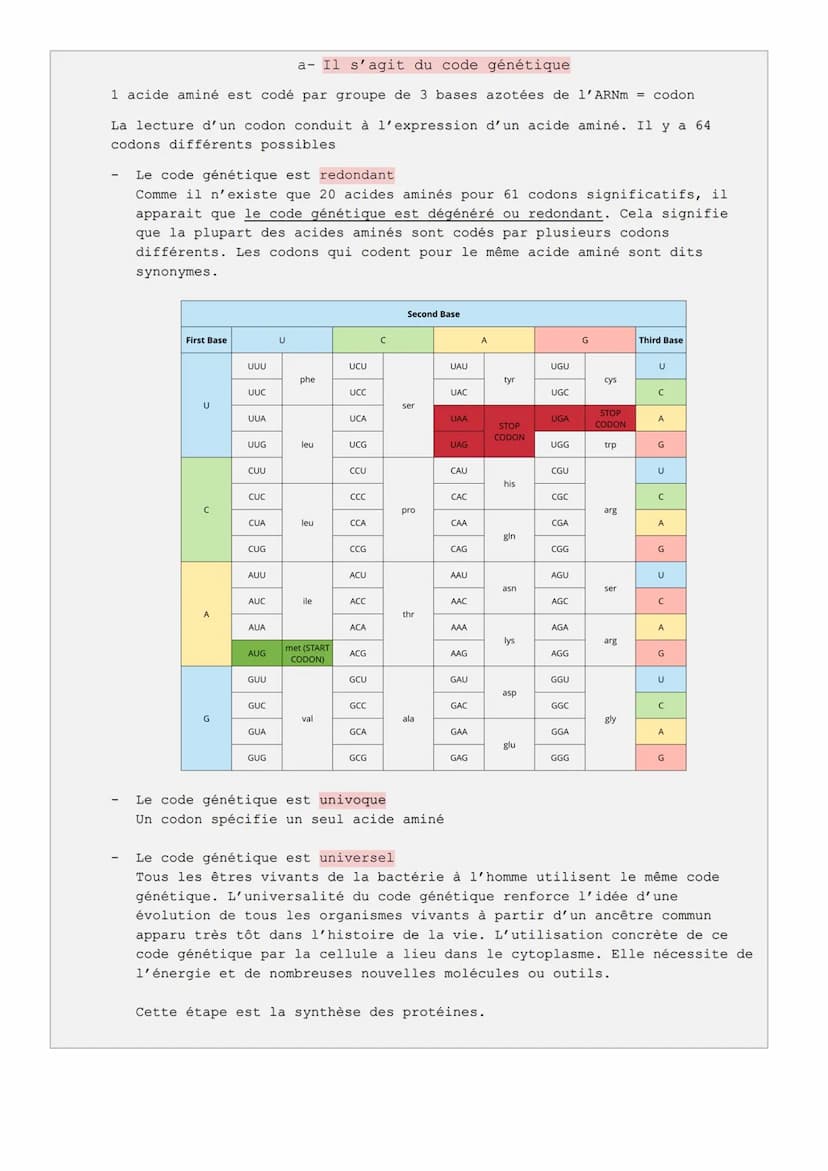 
<p>L'ADN est une molécule informative qui détient toutes les informations nécessaires au fonctionnement cellulaire. Chez les organismes euc