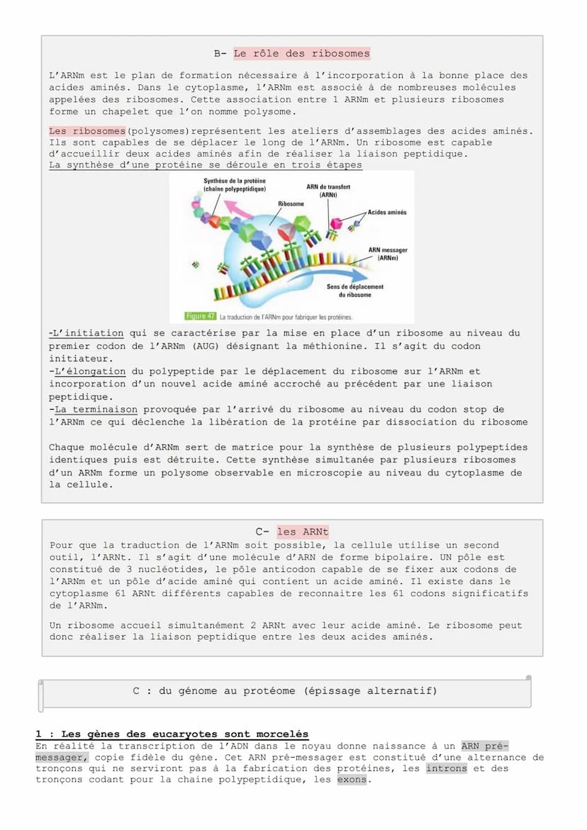 
<p>L'ADN est une molécule informative qui détient toutes les informations nécessaires au fonctionnement cellulaire. Chez les organismes euc