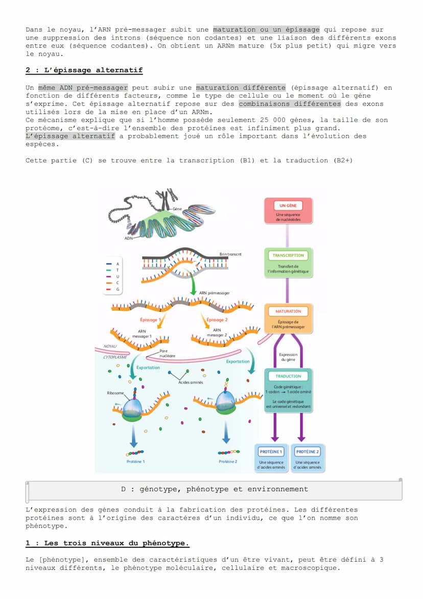 
<p>L'ADN est une molécule informative qui détient toutes les informations nécessaires au fonctionnement cellulaire. Chez les organismes euc
