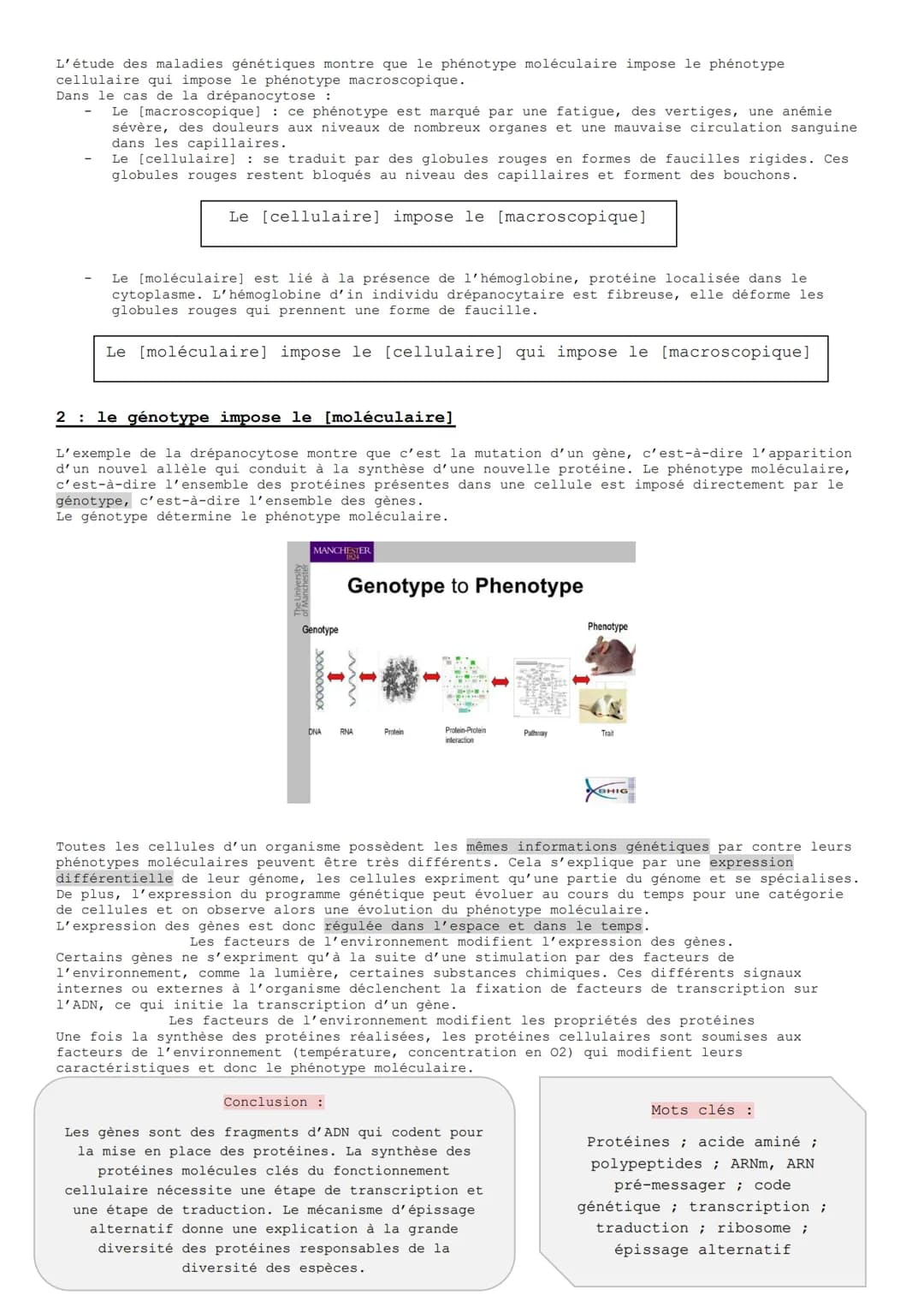 
<p>L'ADN est une molécule informative qui détient toutes les informations nécessaires au fonctionnement cellulaire. Chez les organismes euc