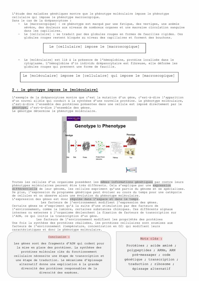 
<p>L'ADN est une molécule informative qui détient toutes les informations nécessaires au fonctionnement cellulaire. Chez les organismes euc