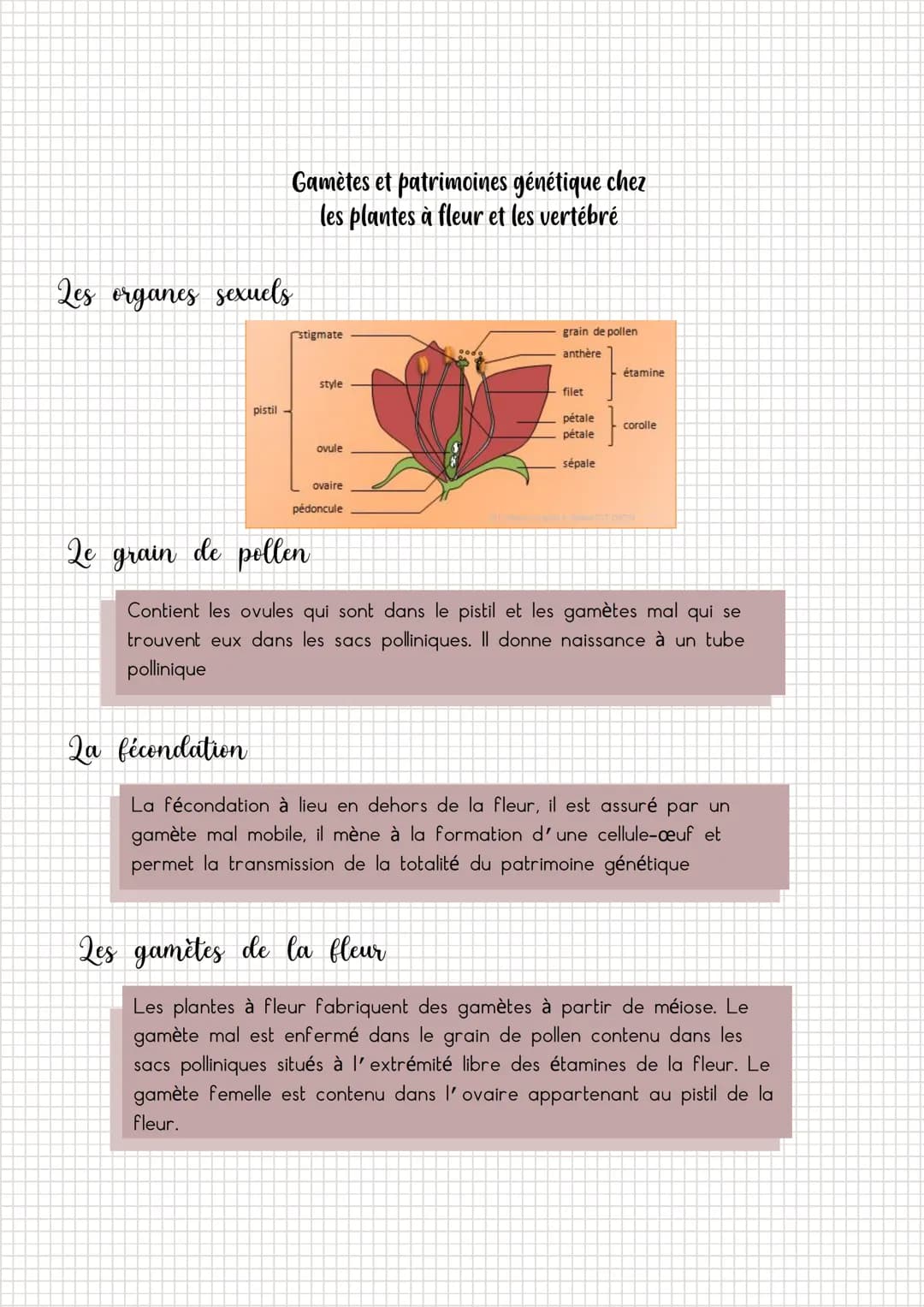 Les organes sexuels
pistil
2a fécondation
Gamètes et patrimoines génétique chez
les plantes à fleur et les vertébré
stigmate
style
ovule
ova