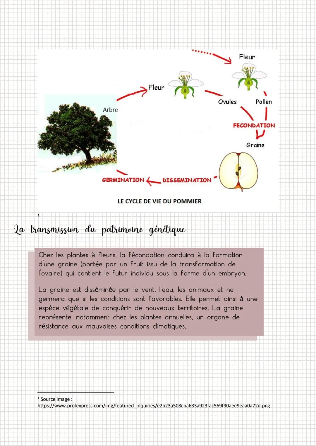 Les organes sexuels
pistil
2a fécondation
Gamètes et patrimoines génétique chez
les plantes à fleur et les vertébré
stigmate
style
ovule
ova