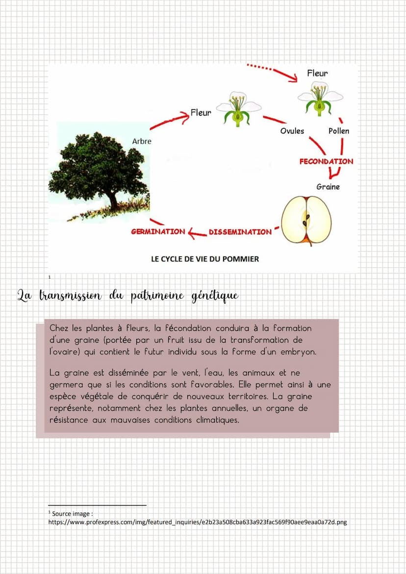 Les organes sexuels
pistil
2a fécondation
Gamètes et patrimoines génétique chez
les plantes à fleur et les vertébré
stigmate
style
ovule
ova