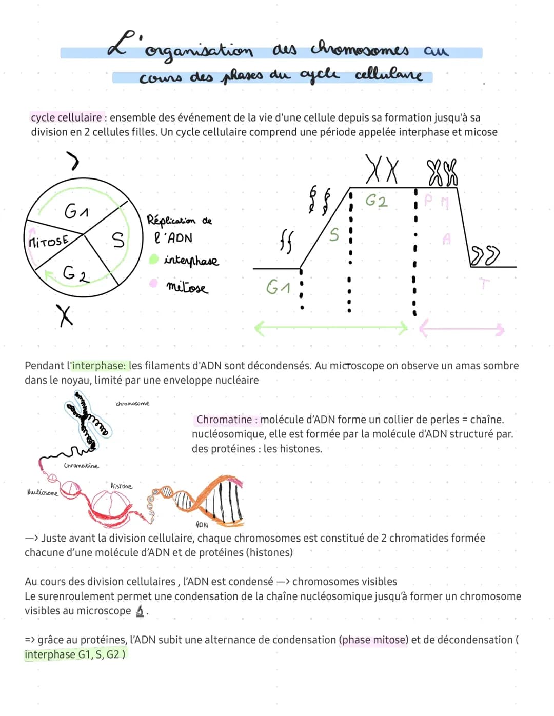 L’organisation des chromosomes au cours du cycle cellulaire 