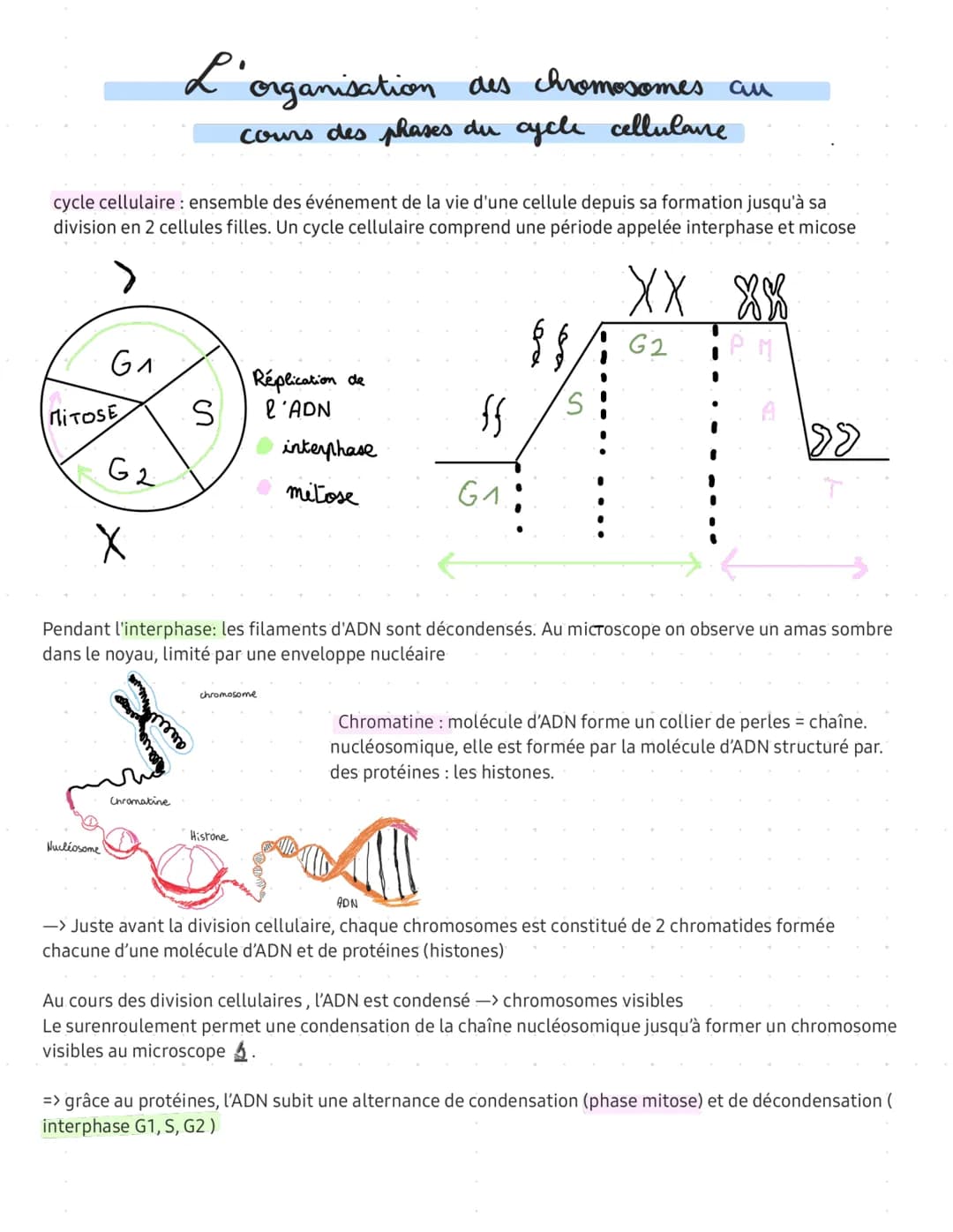 cycle cellulaire: ensemble des événement de la vie d'une cellule depuis sa formation jusqu'à sa
division en 2 cellules filles. Un cycle cell