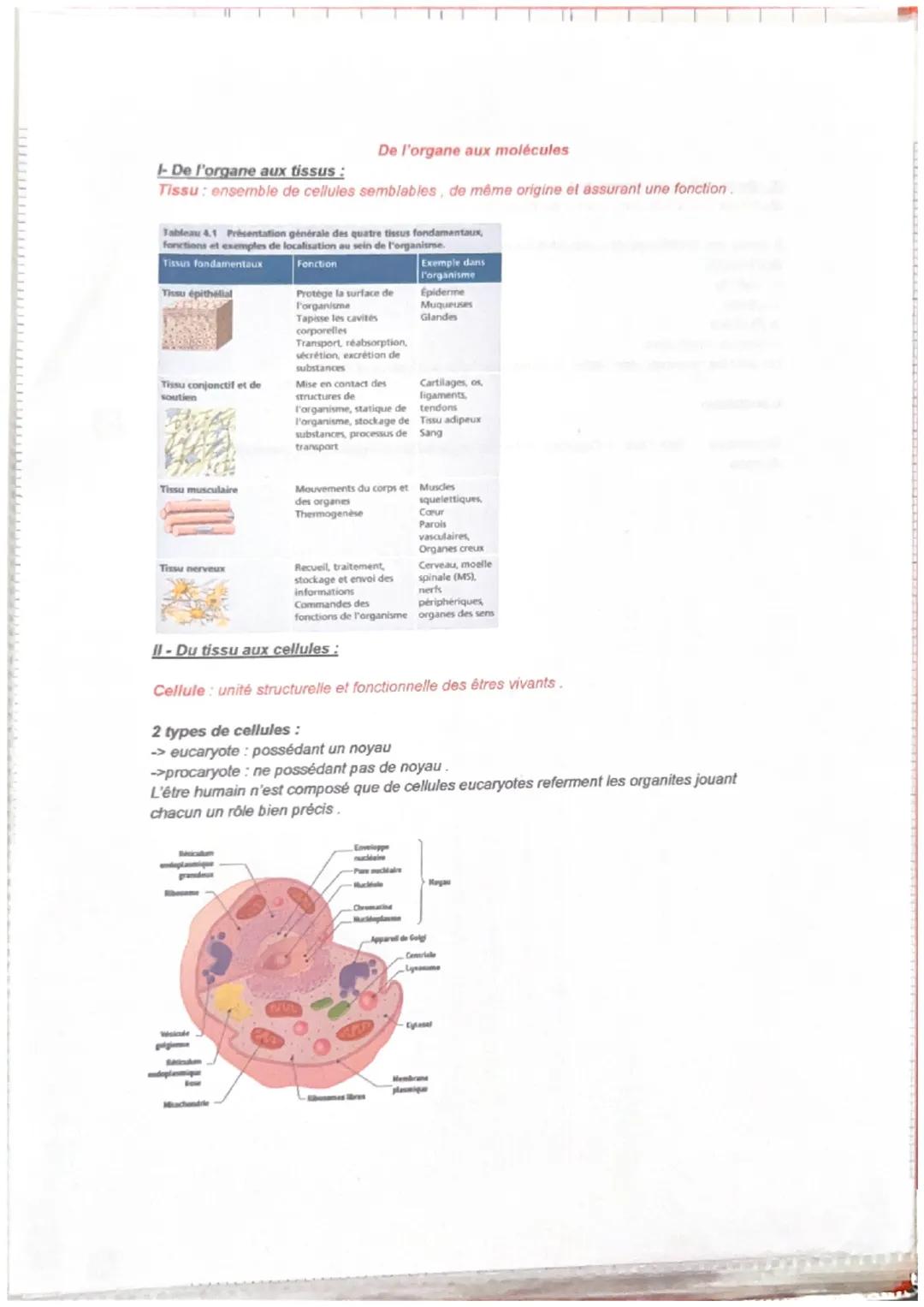 De l'organe aux molécules
I-De l'organe aux tissus :
Tissu: ensemble de cellules semblables, de même origine et assurant une fonction.
Table