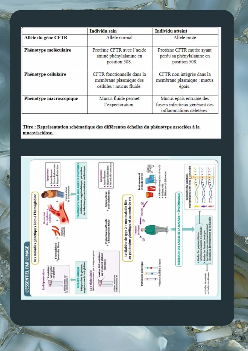 LES MALADIES GÉNÉTIQUES
Dans l'espèce humaine, les génomes des individus diffèrent les uns des autres suites aux
mutations qui se sont produ