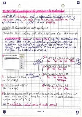 Know 1ere spé svt: l’expression du patrimoine génétique: la traduction  thumbnail